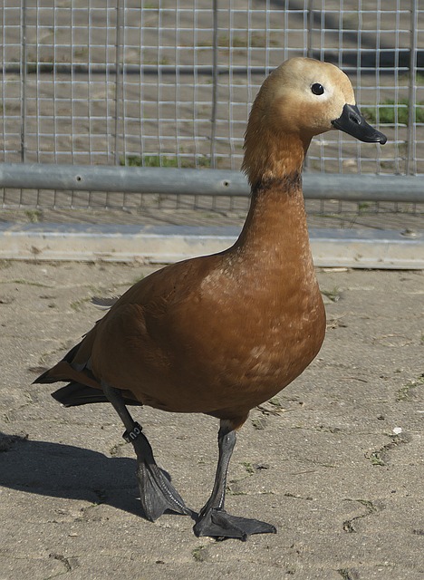 键传球